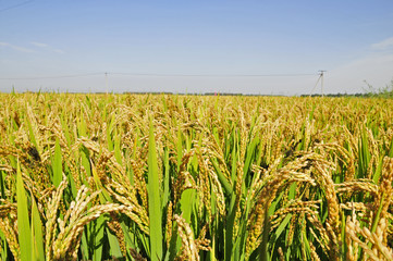 The autumn rice fields