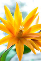 Obraz premium Flower of Easter cactus