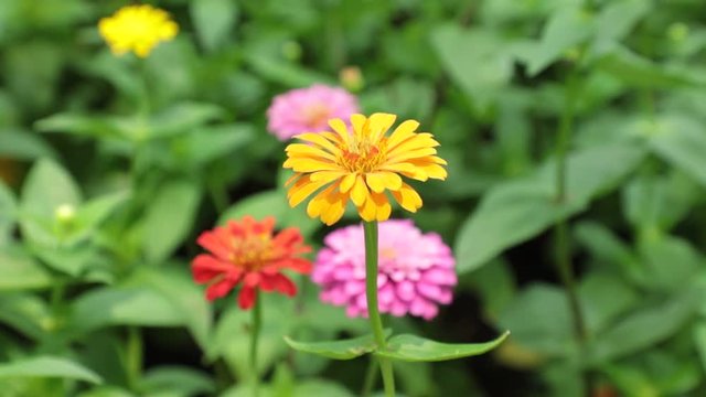 Zinnia lilliput garden flowers with spectacular vibrant colours and green foliage, high definition stock footage clip.