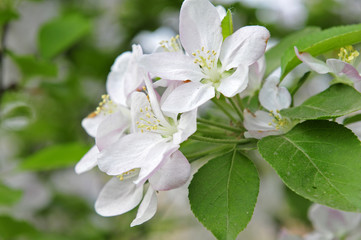 Chinese flowering crab-apple blooming
