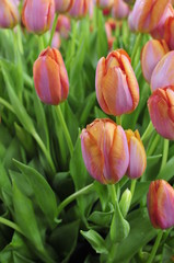 Fototapeta premium Tulipan
