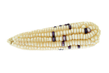 Corn cob isolated on a white background