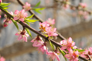 Peach blossom