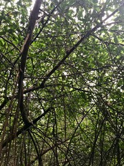 Boat ride excursion through the swamp / mangrove wetland of the Caroni Swamp and Bird Sanctuary on the Caribbean island of Trinidad & Tobago