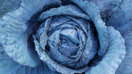 Obraz premium Close up of purple cabbage in a vegetable garden.