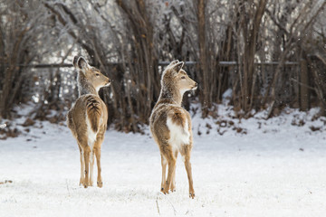 Young Deer in Snow