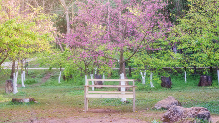 Cherry blossom garden at Royal Agricultural Station Angkhang.