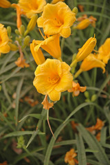 Beautiful yellow flowers