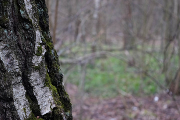 Bark wood birch