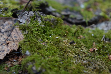 Moss forest