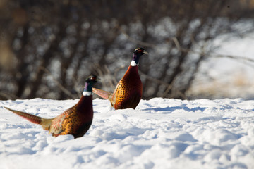 pheasant roosters in snow