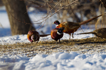 pheasant roosters feeding