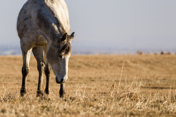 dirty horse in a field