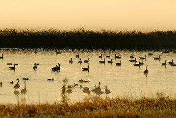 First Light On The Refuge