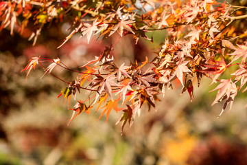 Red maple tree leaves in autumn of Japan