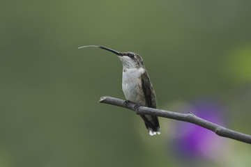 A Happy Perch