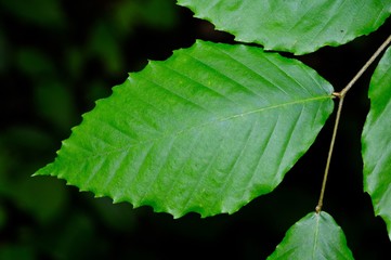 Detail of an American beech leaf