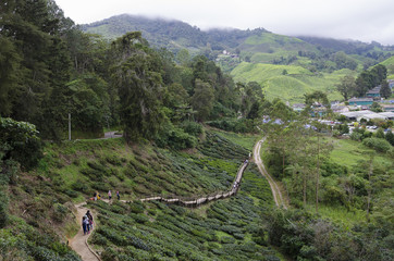 Walk way leading to Sungai Palas BOH Tea House, one of the most visited tea house by tourists in Cameron Highland, Malaysia