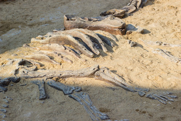 Dinosaur fossil simulator excavation in sand for education and learning
