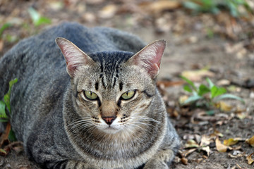 Striped cat lying down in the garden. cat is a small domesticated carnivorous mammal with soft fur, a short snout, and retractile claws.
