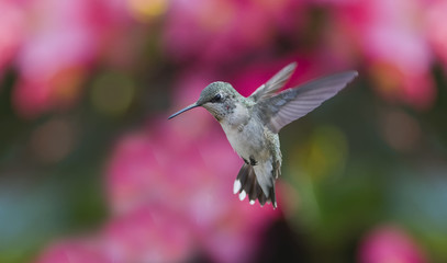 Juvenile Near the Begonias