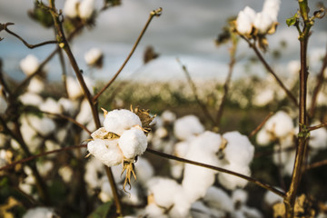 Field of cotton in the countryside ready for harvesting.