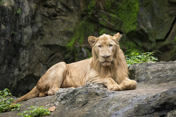 Naklejka na ściany i meble Image of a male lion relax on the rocks. Wildlife Animals.