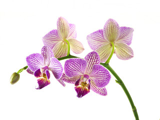 Closeup Focus Stacked Image of Purple and White Orchids Isolated on White