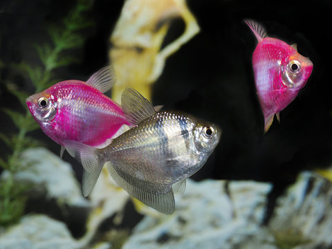Pink Line Fish Pink Freshwater Aquarium Fish