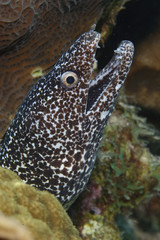 Spotted Moray - Bonaire, Netherlands Antilles