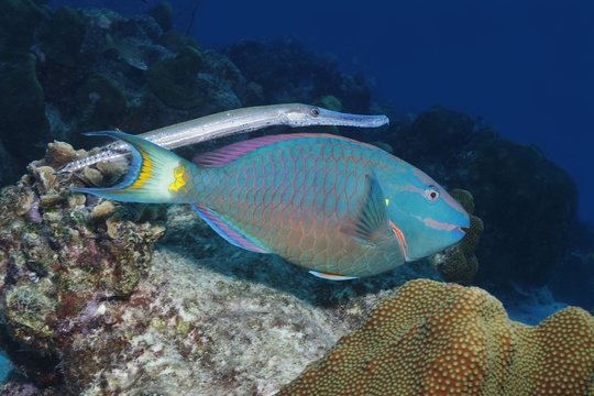 Trumpetfish shadowing a Stoplight Parrotfish - Bonaire