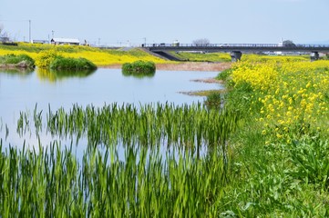 Rape blossoms in full bloom on the riverbed of Japan Fukuoka Sata-river