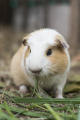 Guinea pig eat grass