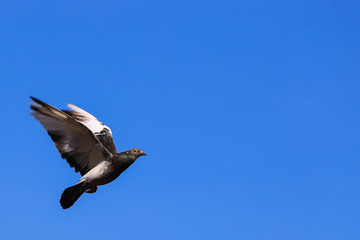 birds in nature
