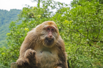 Close up on Adult Monkey in Mount Emei, Sichuan Province, China