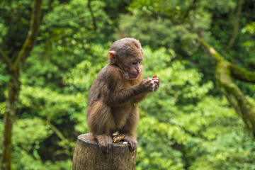 Naklejka na ściany i meble Cute baby Monkey Eat in Mount Emei, Sichuan province, China