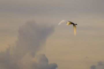 birds in nature