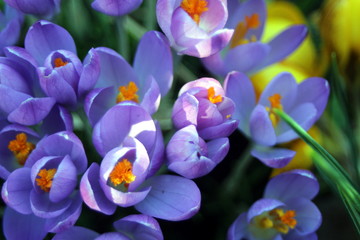 Purple Spring Crocucses