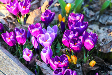Purple and Yellow Crocuses