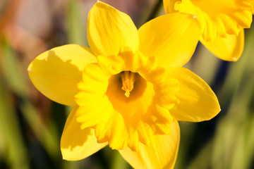 Daffodils in the Evening Sun