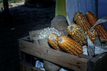 Grains of cereals for cultivation.