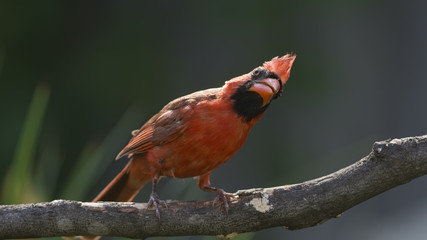 Cardinal Peering Into the Future