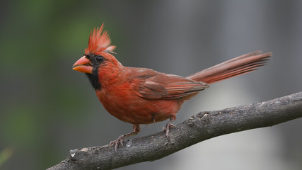 Cardinal in the Bleachers