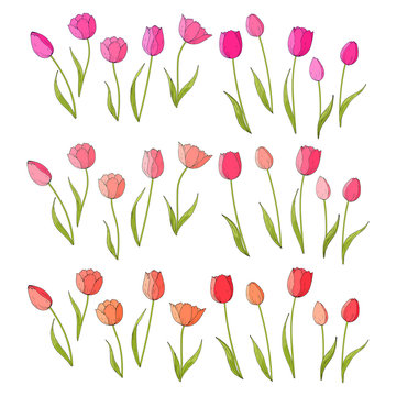 Collection of hand drawn vector tulips isolated on white
