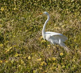 great egret side profile in noon day sun