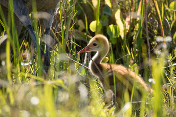 baby sand hill crane follows mother in the noon day sun