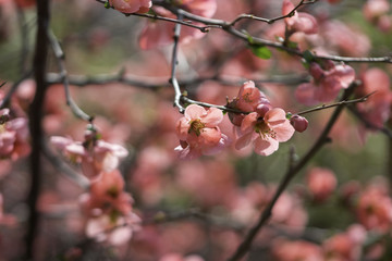 Spring Flowers and Bees