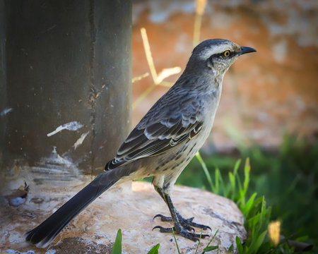 birds in nature