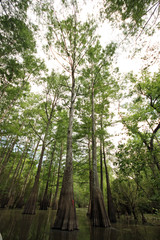 Tall Swamp Trees in the Sun