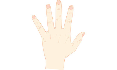 Fototapeta premium hand action vector, rich, ring finger